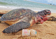 How To Save Thailand’s Turtles, Make Merit On World Turtle Day A bloated, dead sea turtle found in Sattahip by the navy in September 2018. The turtle died from eating too much plastic. Photo: Royal Thai Navy Sea Turtle Conservation Center / Facebook