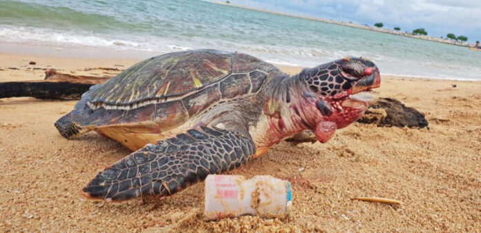 A bloated, dead sea turtle found in Sattahip by the navy in September 2018. The turtle died from eating too much plastic. Photo: Royal Thai Navy Sea Turtle Conservation Center / Facebook