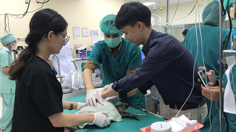 A turtle surgery. Photo: Nantarika Chansue / Facebook