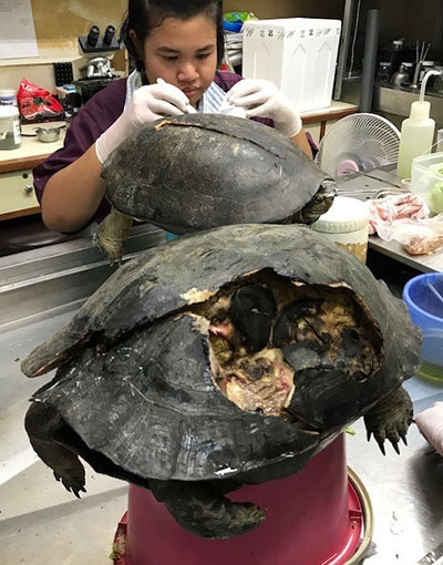 Turtles injured by cars. Photo: Taejai