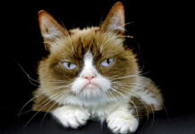 Grumpy Cat, Who Entertained Millions Online, Dies at Age 7 This Dec. 1, 2015 file photo shows Grumpy Cat posing for a photo in Los Angeles. Photo: Richard Vogel / AP