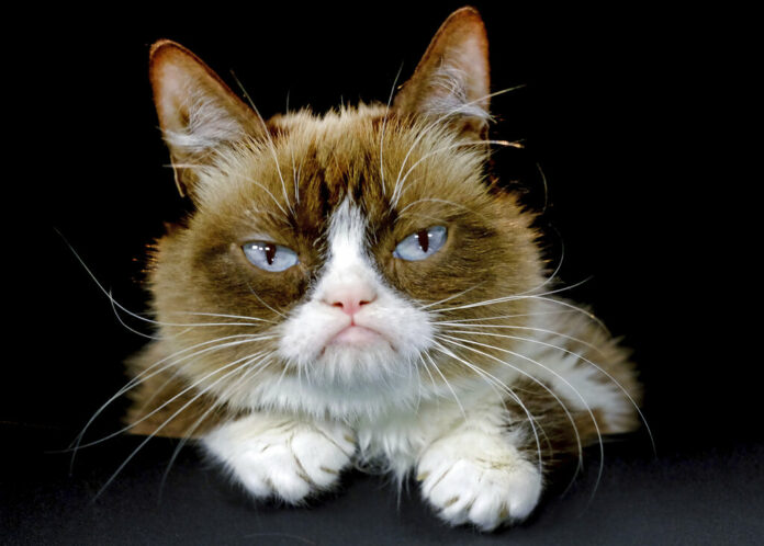 This Dec. 1, 2015 file photo shows Grumpy Cat posing for a photo in Los Angeles. Photo: Richard Vogel / AP