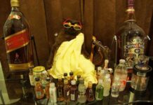 ‘Johnny’ the Viral Satirist Cat Dies at 14