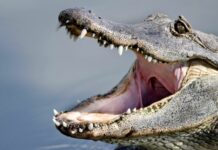 Florida Woman Pulls Alligator From Yoga Pants During Stop