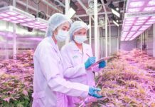 Roll up, Roll up! 31,000 Register for Medical Weed