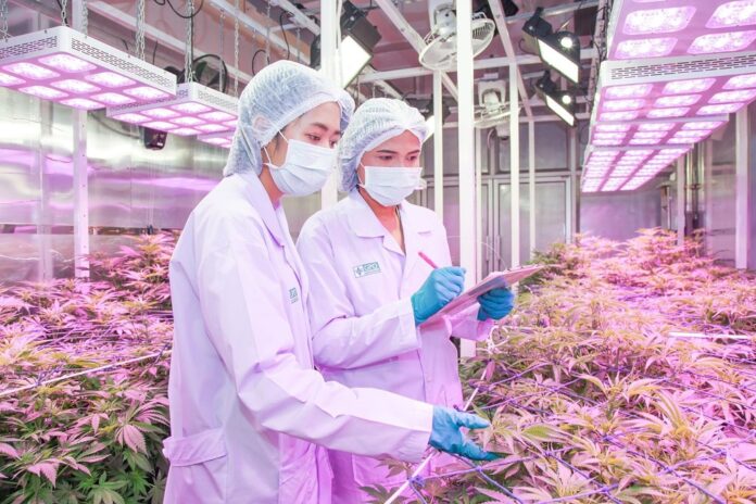 Researchers check out government-cultivated marijuana in Pathum Thani. Image: Government Pharmaceutical Organization