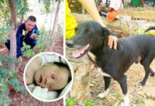 Disabled Dog Saves Infant Buried by Mother Left, the field where Ping Pong, right, found the baby (insert).