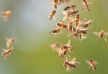 Road Closes When Bee Boxes Fall Off Truck
