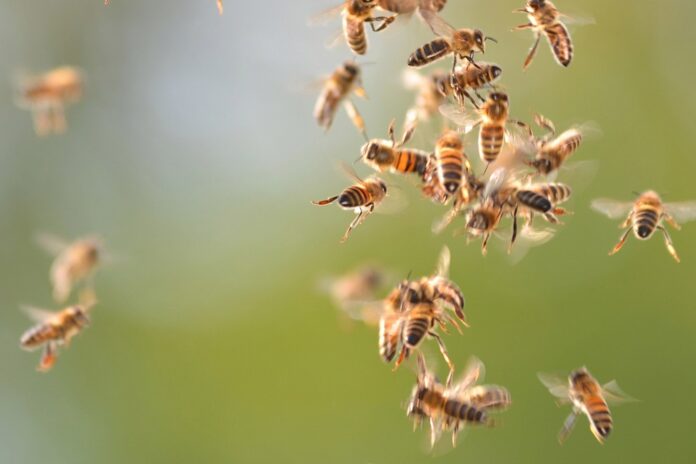 swarm