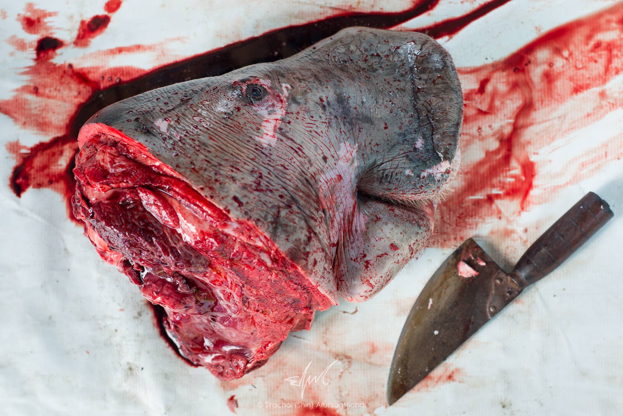 A young dugong’s decapitated head after a necropsy to determine its cause of death October, 2016 at Phuket Marine Biological Center, Phuket. Photo: Sirachai Arunrugstichai / Courtesy