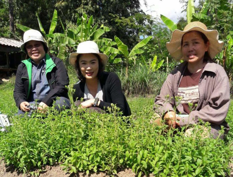 La-ong Sriwanna, right, with her stevia plants.