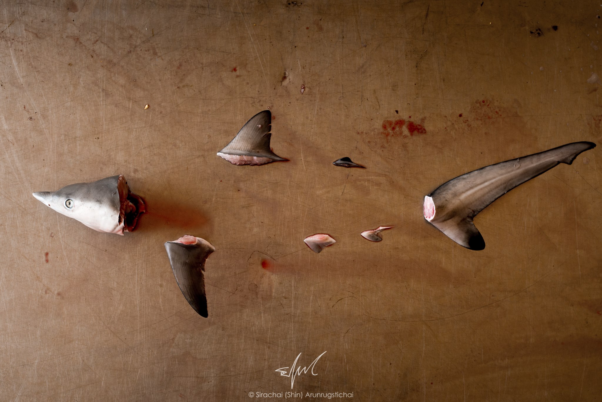 Parts of a Spottail shark arranged to symbolize disappearing shark numbers in Ranong, taken in April 2018. Photo: Sirachai Arunrugstichai / Courtesy