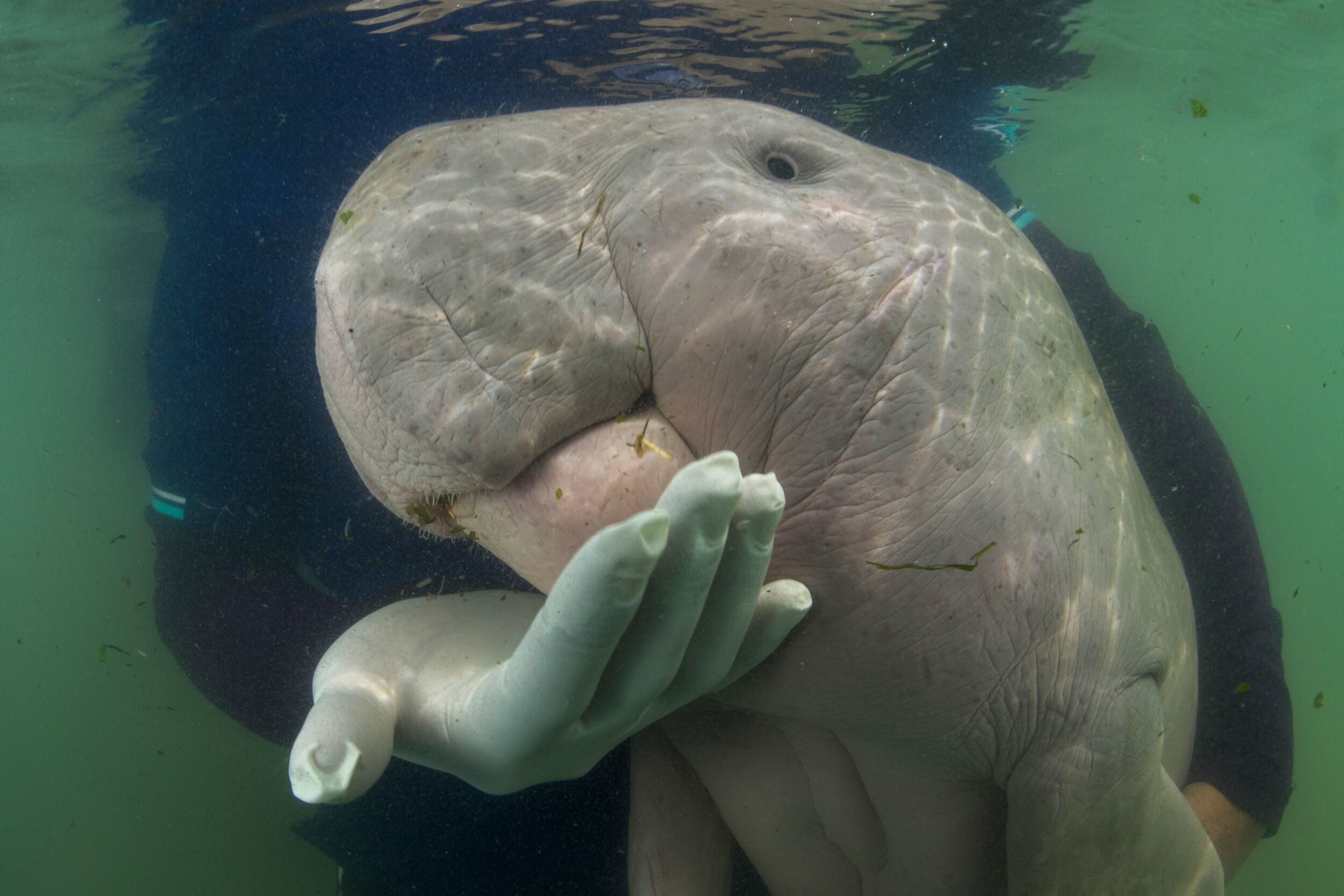 Mariam, an orphaned dugong, eats sea grass in Trang in May 2019. Photo: Sirachai Arunrugstichai / Courtesy