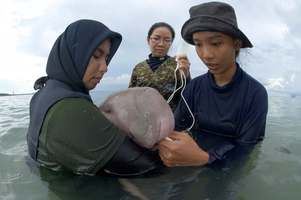 In this Thursday, May 23, 2019, photo, officials of the Department of Marine and Coastal Resources feed milk to Marium, a baby dugong separated from her mother, on Libong island, Trang province, southern Thailand. The estimated 5-month-old female dugong that has developed an attachment to humans after getting lost in the ocean off southern Thailand is being nurtured by marine experts in hopes that it can one day fend for itself. Photp: Sirachai Arunrugstichai via AP