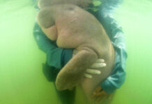 Thai Vets Nurture Lost Baby Dugong With Milk and Sea Grass In this Thursday, May 23, 2019, photo, an official of the Department of Marine and Coastal Resources hugs Marium, a baby dugong separated from her mother, near Libong island, Trang province, southern Thailand. The baby dugong that has developed an attachment to humans after getting lost in the ocean off southern Thailand is being nurtured by marine experts in hopes that it can one day fend for itself. Photo: Sirachai Arunrugstichai via AP