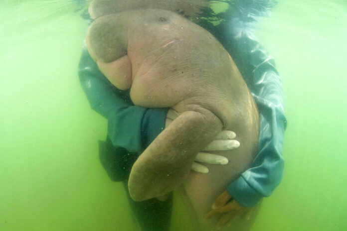In this Thursday, May 23, 2019, photo, an official of the Department of Marine and Coastal Resources hugs Marium, a baby dugong separated from her mother, near Libong island, Trang province, southern Thailand. The baby dugong that has developed an attachment to humans after getting lost in the ocean off southern Thailand is being nurtured by marine experts in hopes that it can one day fend for itself. Photo: Sirachai Arunrugstichai via AP