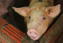 Pig Disease Spreading in Asia as Nations Struggle to Stop It In this May 30, 2019, photo, a pig is seen in a pen in My Duc district, Hanoi, Vietnam. Asian nations are scrambling to contain the spread of the highly contagious African swine fever with Vietnam culling 2.5 million pigs and China reporting more than a million dead in an unprecedentedly huge epidemic governments fear have gone out of control. Photo: Hieu Dinh / AP