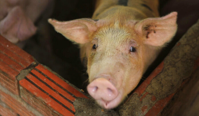 In this May 30, 2019, photo, a pig is seen in a pen in My Duc district, Hanoi, Vietnam. Asian nations are scrambling to contain the spread of the highly contagious African swine fever with Vietnam culling 2.5 million pigs and China reporting more than a million dead in an unprecedentedly huge epidemic governments fear have gone out of control. Photo: Hieu Dinh / AP In this May 30, 2019, photo, a pig is seen in a pen in My Duc district, Hanoi, Vietnam. Asian nations are scrambling to contain the spread of the highly contagious African swine fever with Vietnam culling 2.5 million pigs and China reporting more than a million dead in an unprecedentedly huge epidemic governments fear have gone out of control. Photo: Hieu Dinh / AP
