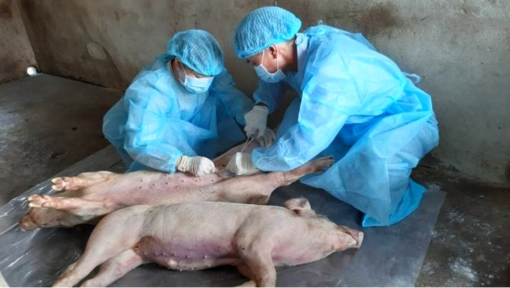 In this June 16, 2019, photo, animal health workers take samples from dead pigs in Duc Hoa district, Long An province, Vietnam. Asian nations are scrambling to contain the spread of the highly contagious African swine fever with Vietnam culling 2.5 million pigs and China reporting more than a million dead in an unprecedentedly huge epidemic governments fear have gone out of control. Photo: Tran Thanh Binh/Vietnam News Agency via AP