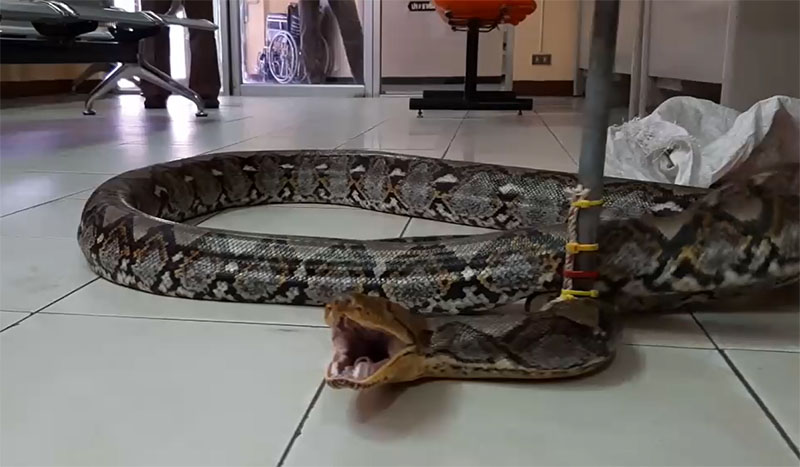 The python on the floor of the Saraburi City Provincial Police Station. 