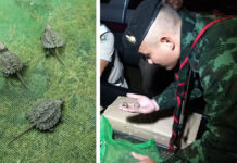 4,500+ Baby Turtles Seized From Smuggler Crossing Thai-Myanmar Border