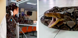 Smooth Criminal: Animal Control Lugs Python to Policeman with Snake Phobia (Video) Somkiat Khunsaen brings a python on June 21, 2019 to the Saraburi City Provincial Police Station.