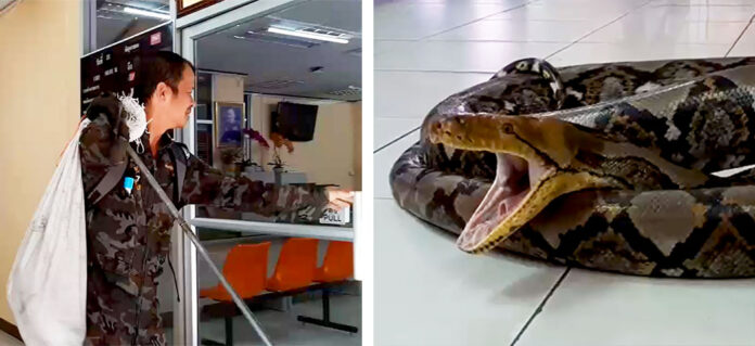 Somkiat Khunsaen brings a python on June 21, 2019 to the Saraburi City Provincial Police Station.