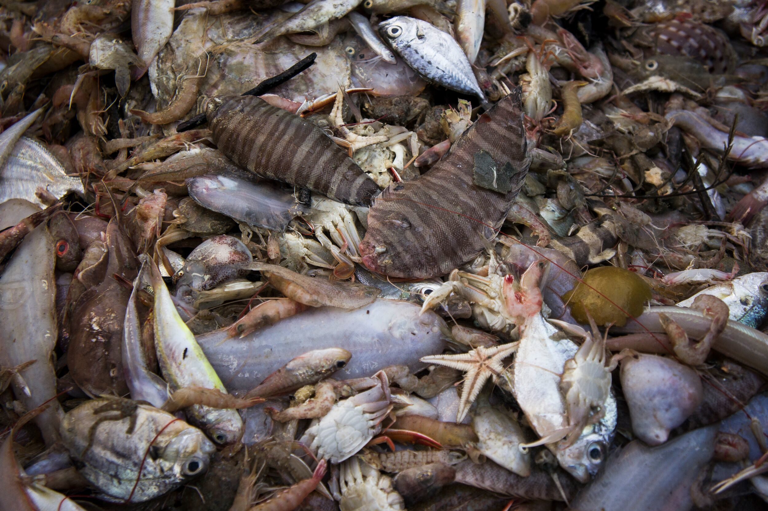 Bycatch from a trawler. Taken in Phuket in 2012. Photo: Sirachai Arunrugstichai / Courtesy