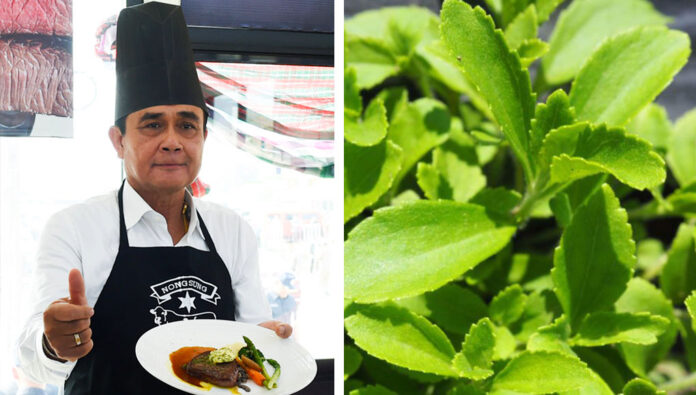 Left, Gen. Prayuth Chan-ocha makes a kho-khun beef steak while visiting an agriculturalist association in Mukdahan province on Feb. 6, 2019. Right, a stevia plant grown by La-ong Sriwanna of Chiang Mai.