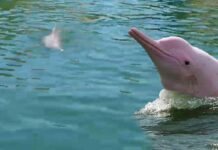 ‘Pink Dolphins’ Spotted in Phang Nga (Video) Pink dolphins in Ao Phang Nga National Park on Tuesday.