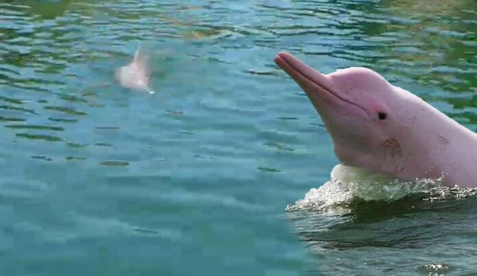 Pink dolphins in Ao Phang Nga National Park on Tuesday. Pink dolphins in Ao Phang Nga National Park on Tuesday.