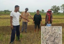 Tropical Depression ‘Mun’ a Welcome Shower After Drought: Expert, Farmers Thanom Phromsri, in black, points to her dried-up rice fields in Nakhon Ratchasima on July 3, 2019.