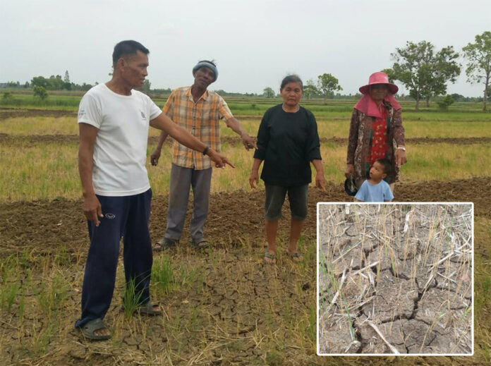 Thanom Phromsri, in black, points to her dried-up rice fields in Nakhon Ratchasima on July 3, 2019.