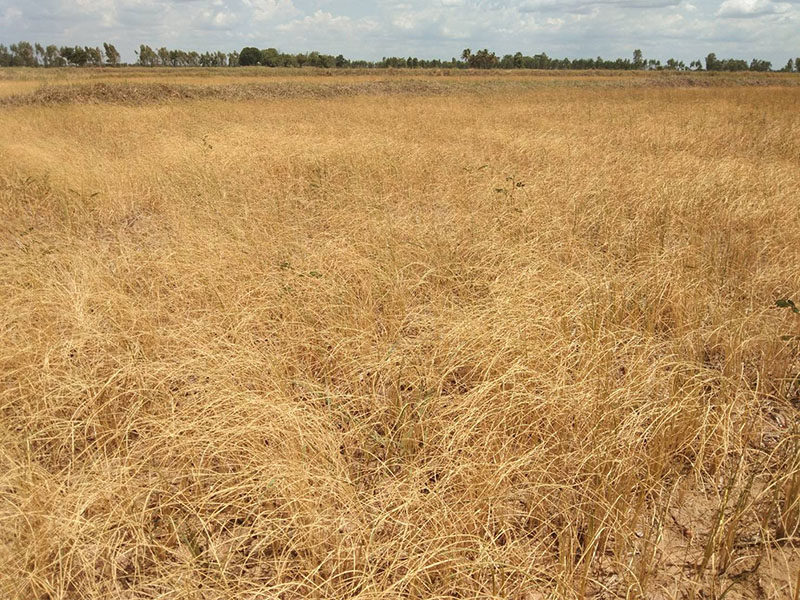 Dead rice fields near Bueng Kraton Lake on July 21, 2019.
