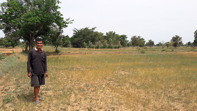Dried-up rice fields in Maha Sarakham on July 22, 2019.
