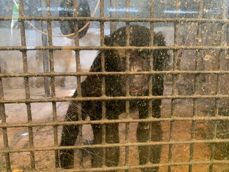 The chimpanzee in the exhibit behind Bua Noi's.