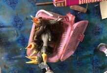 Five Baby Hornbills Rescued From Wildlife Trader’s House