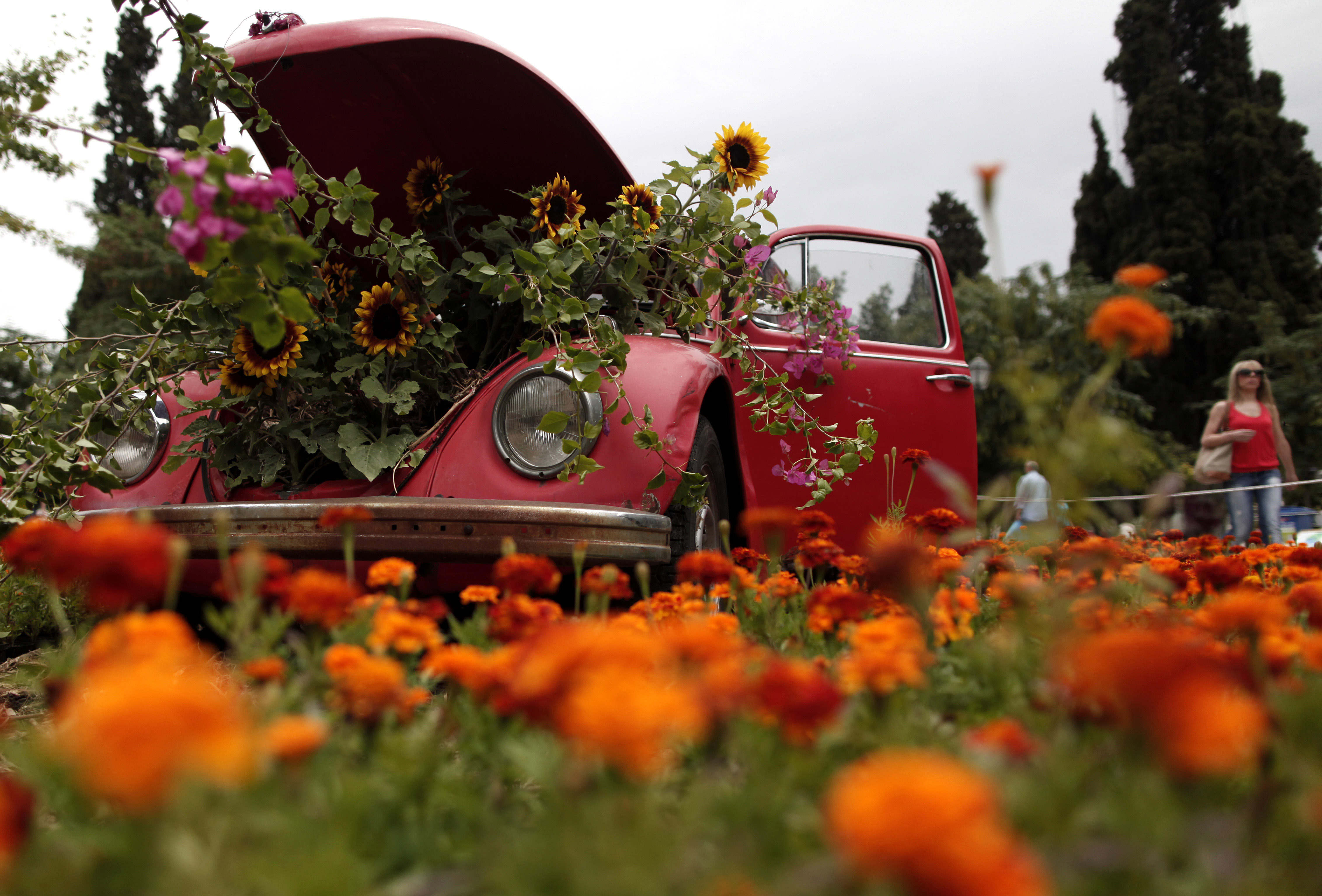 In this June 7, 2013, file photo potted sunflowers push out of the bonnet of an old Volkswagen Beetle surrounded by flowers in Athens' central Syntagma Square. Photo: Petros Giannakouris / AP