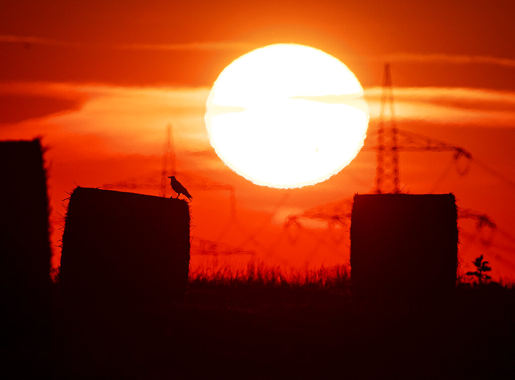 A bird sits on a straw bale on a field in Frankfurt, Germany, as the sun rises on Thursday, July 25, 2019. A heatwave struck large parts of Europe. Photo: Michael Probst / AP