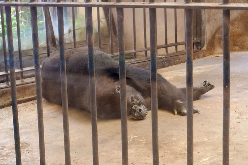 Bua Noi lays on the ground of her cage.