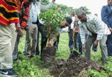 Ethiopia Plants More Than 200 Million Trees in 1 Day Photo: @PMEthiopia / Twitter