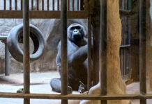 Thailand’s Last Gorilla Lives in Decrepit Zoo Atop a Mall Bua Noi in her cage on July 25, 2019 at Pata Zoo.