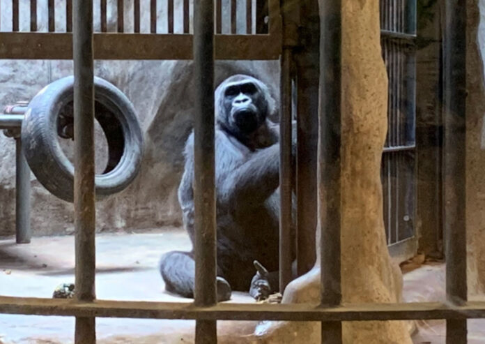 Bua Noi in her cage on July 25, 2019 at Pata Zoo.