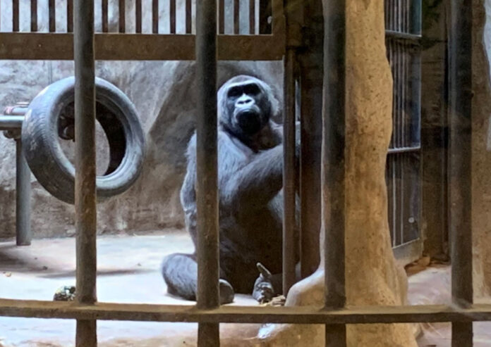 Bua Noi in her cage on July 25, 2019 at Pata Zoo. Bua Noi in her cage on July 25, 2019 at Pata Zoo.