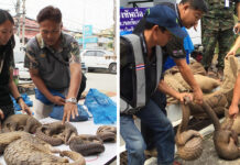 Southeast Asia a Hub of Illegal Wildlife and Timber Trade: UN Officials inspect some of the 217 pangolins seized on February 2016 in Ratchaburi. Photo: Matichon. Right, Four pangolins are seized on June 2018 at the Thai-Lao border in Chiang Rai.