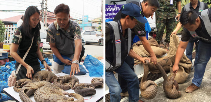 Officials inspect some of the 217 pangolins seized on February 2016 in Ratchaburi. Photo: Matichon. Right, Four pangolins are seized on June 2018 at the Thai-Lao border in Chiang Rai.