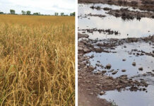#DroughtWatch: Isaan Blisters, Mekhong Evaporates, As Planes Try to Make It Rain Left, part of 10,000 rai of dead rice paddies July 23, 2019 in Nakhon Ratchasima. Right, a dried stretch of the Mekhong July 23, 2019 in Loei.