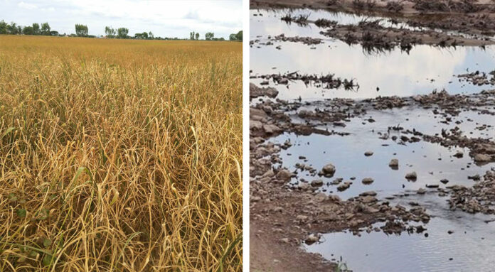 Left, part of 10,000 rai of dead rice paddies July 23, 2019 in Nakhon Ratchasima. Right, a dried stretch of the Mekhong July 23, 2019 in Loei.