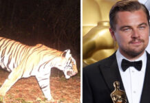 Leonardo di Caprio Thanks Thai Authorities for Rebounding Tiger Numbers