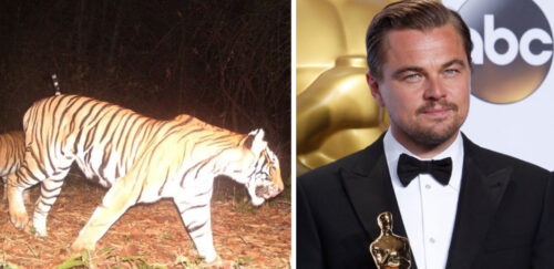 Leonardo di Caprio Thanks Thai Authorities for Rebounding Tiger Numbers